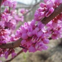 低價(jià)供應(yīng)紫荊樹(shù)苗