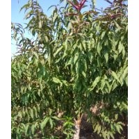 自家苗圃美人梅，紅葉桃5-10公分