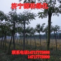 合歡-合歡報(bào)價(jià)-合歡供應(yīng)-合歡求購-合歡市場動(dòng)態(tài)-合歡供應(yīng)商