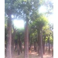 專供國槐_國槐_國槐小苗_山東國槐