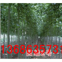 供法桐、國槐、圓臘2號、白蠟悶子、毛白楊、速生楊、等苗木