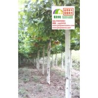 13、14、15、16公分一年帽法桐最新價格