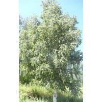 供應(yīng)白樺（獨桿）