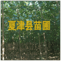 速生楊苗圃 速生楊苗木