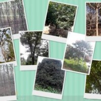 常年供應各種規(guī)格櫸樹、樸樹、桂花等苗木