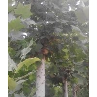 15公分平頭法桐