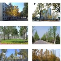 蘇州銀杏樹蘇州銀杏景合商貿(mào)