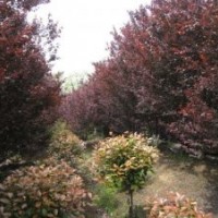 低價出售6公分紅葉李