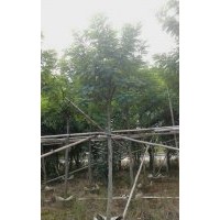 中山市金上三和花木主營黃槐，小葉欖仁。供應以下袋苗/假植苗