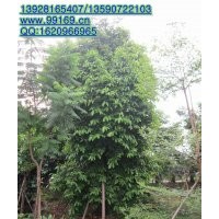 供應(yīng)：五味子