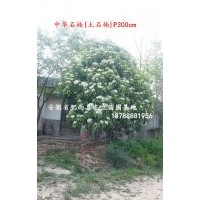 安徽合肥中華石楠、肥西土石楠、肥西苗木基地中華石楠、最新價格
