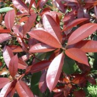 3公分紅葉石楠/4公分紅葉石楠/5公分紅葉石楠