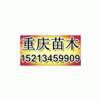 供應(yīng)3-10公分紅葉楊