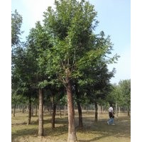 北京20公分白蠟價(jià)格