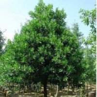 25公分杜英,25公分杜英樹價(jià)格1100元一棵