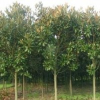 精品廣玉蘭價格 米徑3公分廣玉蘭價格 廣玉蘭價格