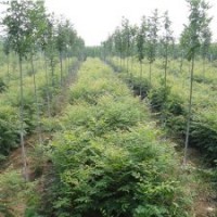 供應(yīng)側(cè)柏,北欒始生苗，國(guó)槐實(shí)生苗