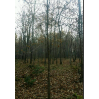 大量供應(yīng)8公分五角楓裸根斷桿，帶土球段桿