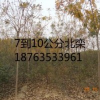 造型北欒7到10公分一級(jí)苗