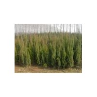 北京儈山西北京儈價(jià)格1-2米北京儈2-3米北京儈