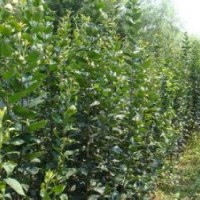 海棠苗山西海棠苗價(jià)格2-3公分海棠3-5公分海棠