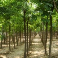 供應：白蠟、國槐、柳樹、榆樹、法桐、合歡。