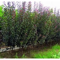 2、3公分西府海棠大量出售、大量低價(jià)供應(yīng)西府海棠