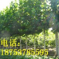 5公分速生法桐基地山東法桐