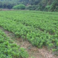 柳樹(shù)垂柳漳河柳金絲柳