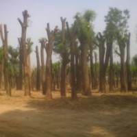 供應(yīng)各種規(guī)格國(guó)槐