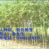 供應(yīng)美國(guó)竹柳樹(shù)