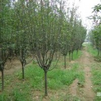 石家莊佳霖苗木基地供應(yīng)西府海棠