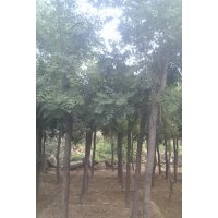 欒樹(shù)大量出售