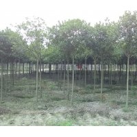 成都8公分桂花，成都8公分桂花價格，成都8公分桂花種植基地