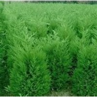 河南檜價格_河南檜小苗