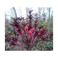 石家莊佳霖苗木基地供應(yīng)碧桃 玉蘭 雪松 油松 櫻花 西府海棠 金葉