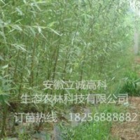 立誠高科優(yōu)質(zhì)竹柳，歡迎廣大客戶前來實地考察
