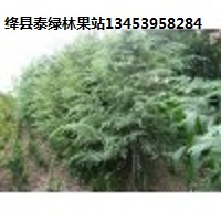 供應優(yōu)質(zhì)雪松 雪松價格 廠家批發(fā)