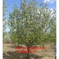 八棱海棠樹造型樹報價(圖)