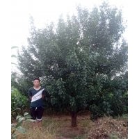 八棱海棠樹(shù)