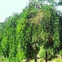 6公分國槐8公分國槐10公分國槐12公分國槐