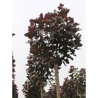 全紅楊各種規(guī)格全紅楊