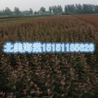 開花絢麗的1米高北美海棠苗2014年秋季大量供應(yīng)