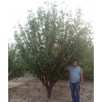 15公分八棱海棠樹