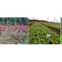 供應(yīng)大量茶花枝條