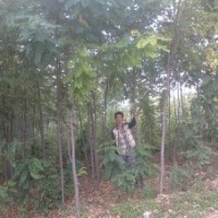 苗木白皮松，雪松，華山松，蜀儈，側(cè)北20公分----3米