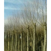 陜西榆林出售胸徑5公分6厘米7公分8公分9公分12公分15公分以上旱