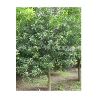 大量供應(yīng)杜英苗木，規(guī)格5-20公分10公分杜英價(jià)格