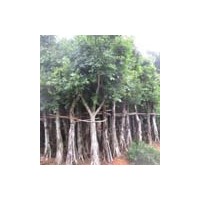 小葉榕 榕樹盆景 榕樹批發(fā) 榕樹報價單