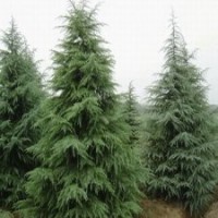 河南萬(wàn)匯實(shí)業(yè)供應(yīng)雪松 黑松